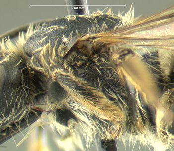 Media type: image;   Entomology 610475 Aspect: thorax lateral